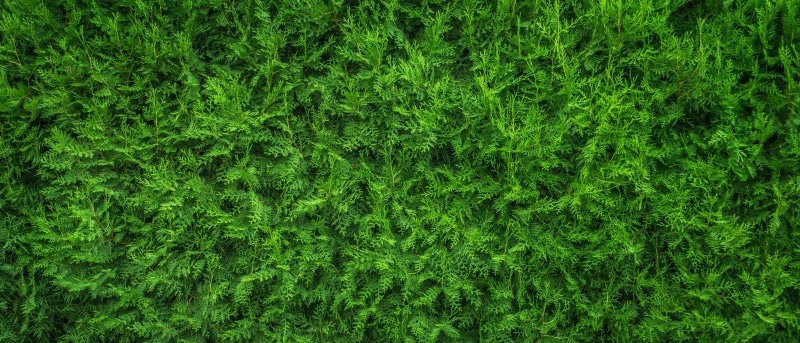 blank, beauty in nature, background, texture, 4K, field, pattern, grass, leaf, plant, the leaves, full frame, green, foliage, no people, lawn, textured