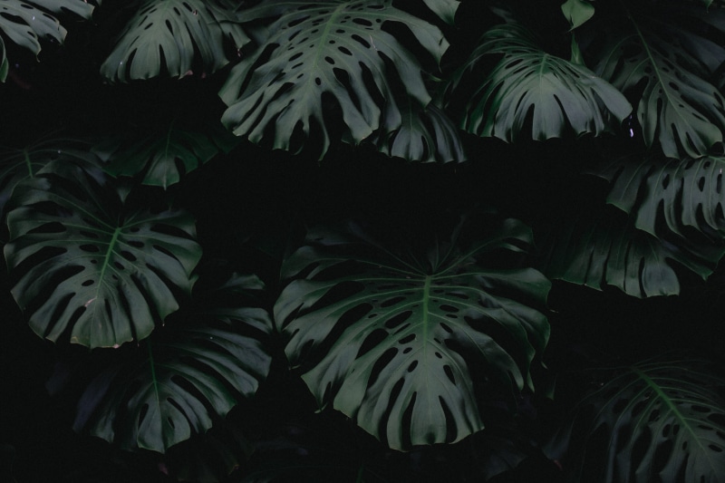 dark, black Color, tropical climate, close-up, beauty in nature, Royal, 4K, Laeken, leaf, outdoors, abstract, Greenhouse, Botanical, tree, nature, night