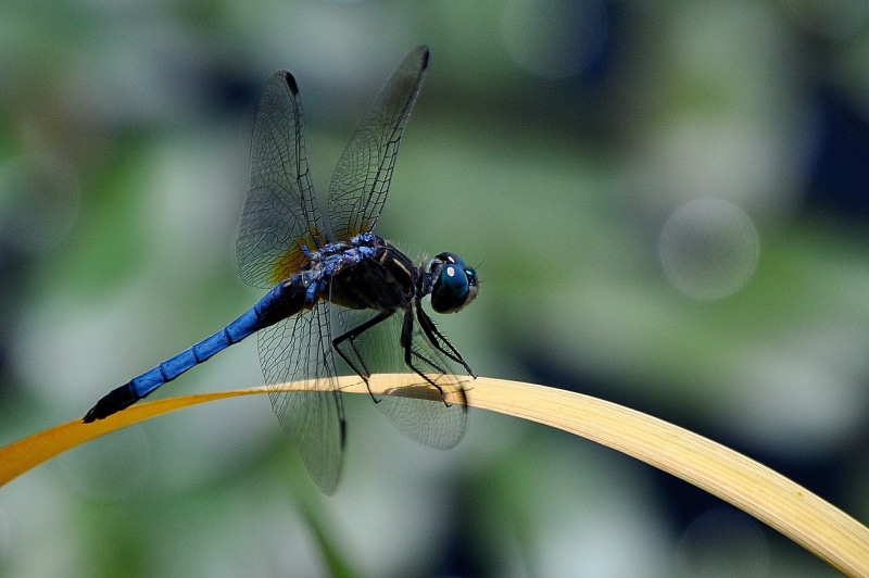 photo, daytime, dragonfly, close-up, telephoto, skimmer, outdoors, pet, illinois, summer, photograph, photography, animal Wing, perching, pond  life, black