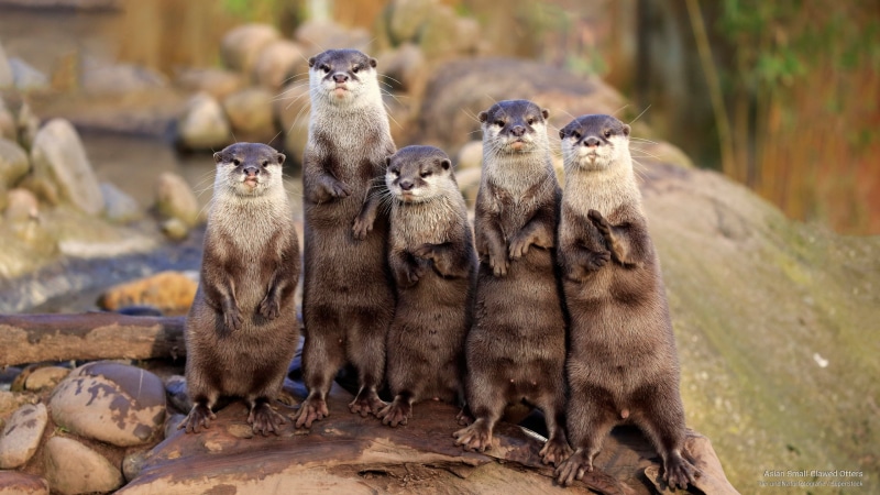 clawed, Animals, otters, 2K, asian, small