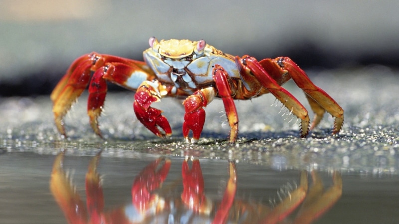 animal wildlife, crab, brown, claws, water, reflection, crabs, depth of field, sea life, day, animal body part, closeup, outdoors, selective focus, no people