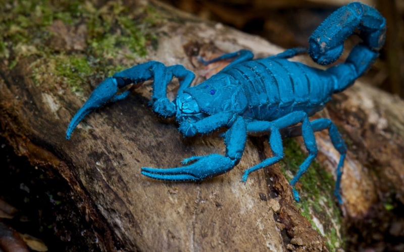 high angle view, animals in the wild, one animal, animal, poisonous, rock, shot, scorpion, day, scorpions, blue, solid, close-up, nature, 1080P, macro
