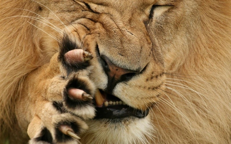 animal themes, animals, animal body part, big cats, animal family, whisker, togetherness, close-up, claws, vertebrate, eyes closed, lion - feline, domestic animals