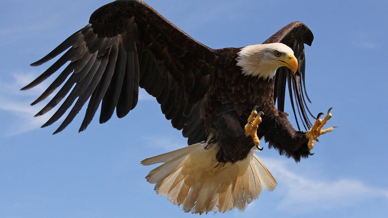 desktop, eagle, bald, 2K, computers, attack, phones, mobile, hd, sharp, claws, strong