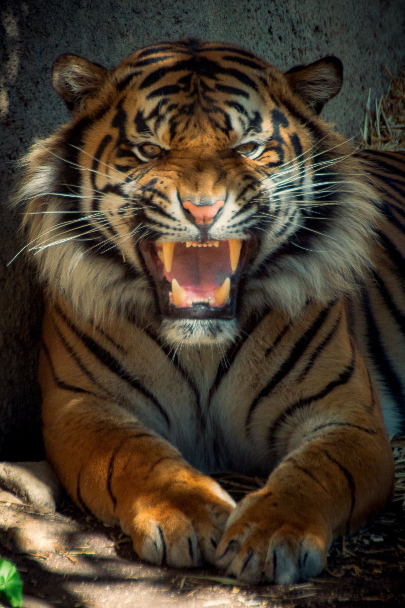 carnivore, Nobody Wins, animal, undomesticated Cat, teeth, Location, Los Angeles Zoo, outdoor, Tamron, feline, mammal, Canon, big cat, 70D, face, nature