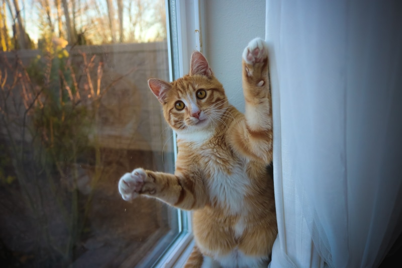 pets, cat, mammal, puss, day, vertebrate, pet, 5K, domestic cat, cute, ginger cat, animal, tabby, face, domestic animals, ledge, eye, contemplation, curtain