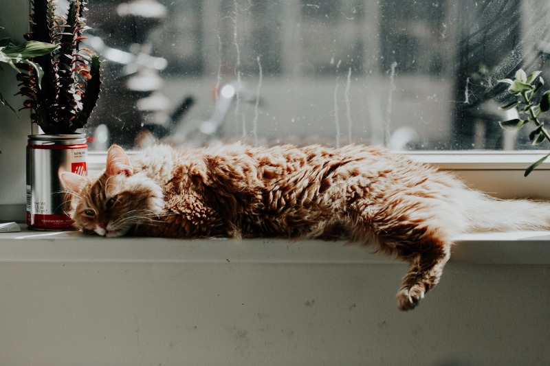 house, lying, christmas, red, mammal, indoors, fur, 5K, domestic Cat, laying down, cute, lounge, ledge, kitten, domestic Animals, pet, pets, tabby, glass