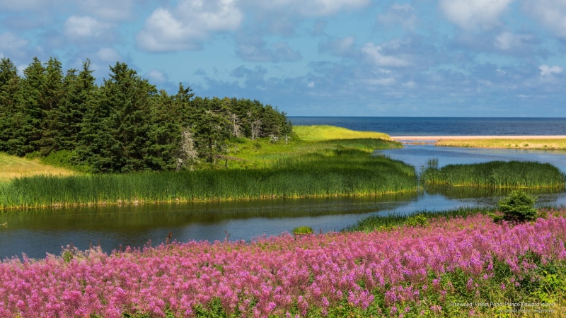 prince, 2K, priest, Spring/Summer, edward, fireweed, island, pond