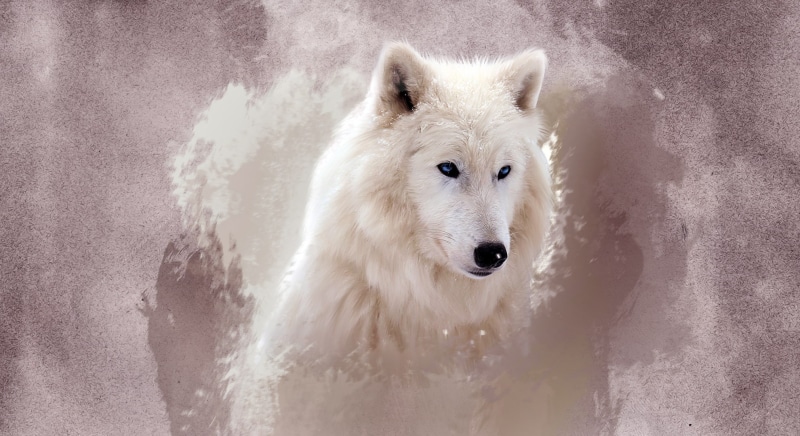 games, predators, wolves, digital, video, 1980x1080 px, 1080P, starcraft, x, px, hd, manipulations, art, animals, wolf, CG