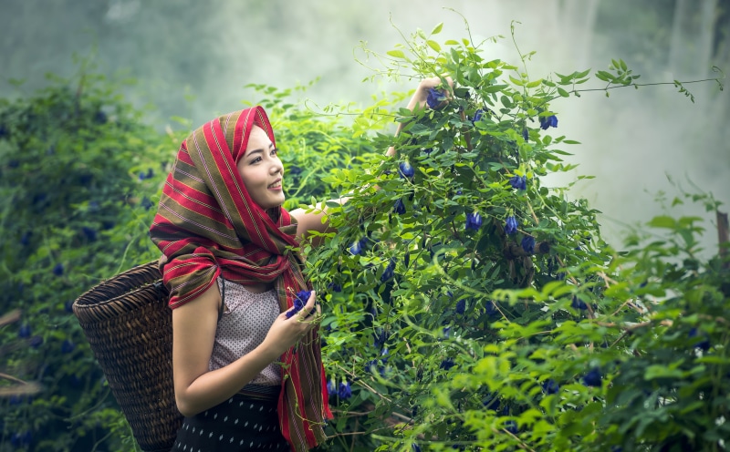 5K, vietnamese, one person, indonesian, beauty, emotion, striped, outdoor, myanmar burma, dyed red hair, casual clothing, young women, herb, thailand