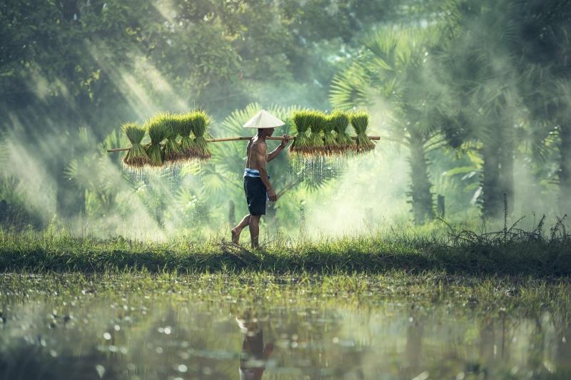prosperous, adult, kids, the country, beautiful, the job, tree, casual clothing, glad, food, mead, plants, rice straw, operator, emotion, 5K, farmland
