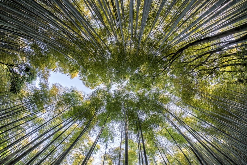 bamboo, growth, view, environment, plant, tree, pine woodland, directly below, low angle view, coniferous tree, eye, garden, japan, jungle, nature, pine tree