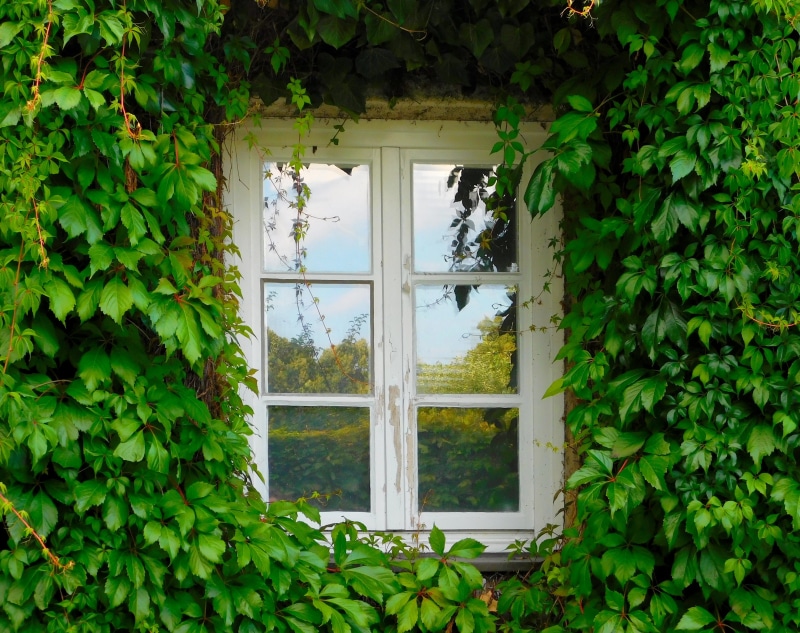 efeugewächs, nature, leaf, outdoors, fouling, 4K, wall, ivy leaves, building, green, beauty in nature, plant, window, green color, hauswand, beside, house