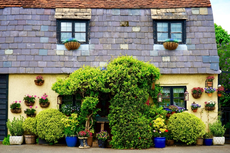 potted plant, flowers, beside, Home, frame, plant, windows, wall - building feature, growth, flowering plant, green, color, ancient, decorative, exterior