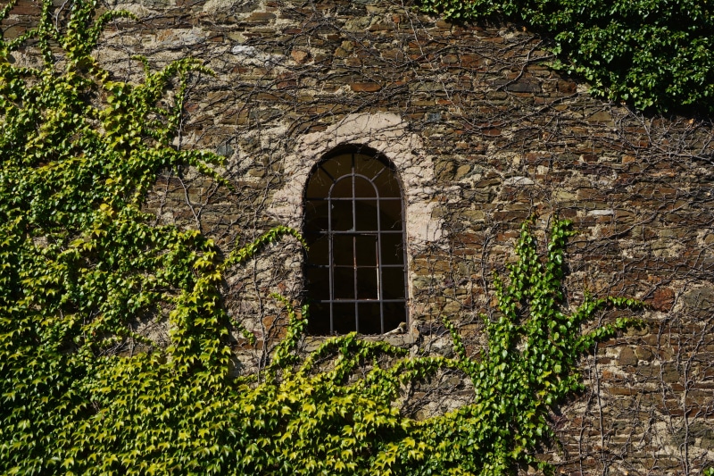 close-up, green, growth, old, arch, ivy, leaves, nature, vine, natural stone wall, low angle view, concrete, plant, overgrown, no people, near, berankt