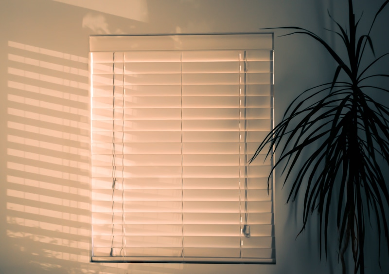 art, blinds, 2K, indoors, glass - material, curtain, inside, red, day, wall - building feature, sunlight, built structure, silhouette, flora, home decor