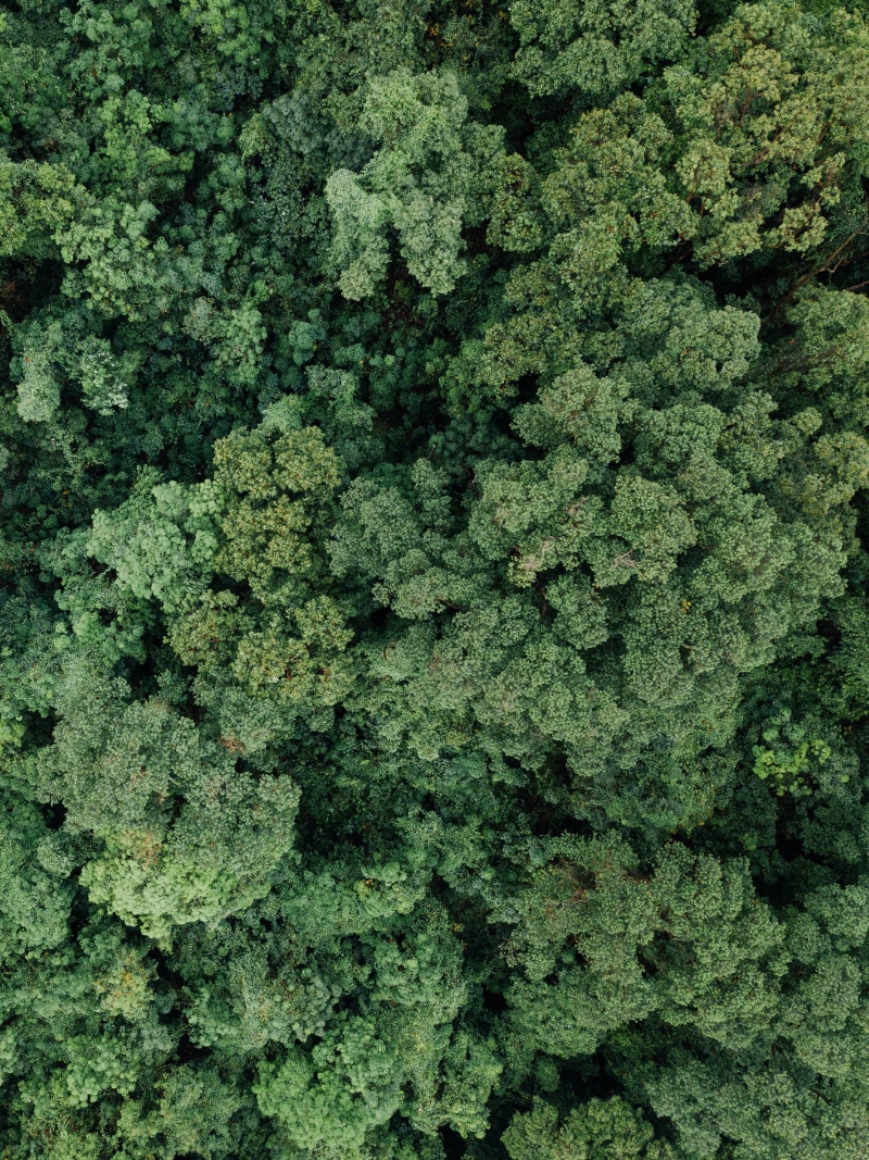 pattern, green color, green, nature, 2K, high angle view, close-up, abundance, forest, no people, evergreen, backgrounds, aerial, freshness, growth, food