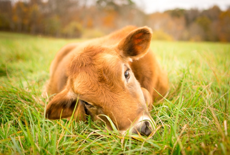 Poplar Spring, outdoors, compassion, mammal, animal, farm, pets, green grass, cow, Animal Sanctuary, top, nature, poplar, rural Scene, 4K, on top, pasture