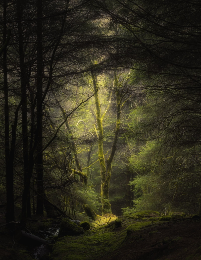 growth, tree trunk, wilderness Area, uncultivated, sunlight, mystery, fog, leaf, tranquil Scene, moss, fern, season, idyllic, light - Natural Phenomenon