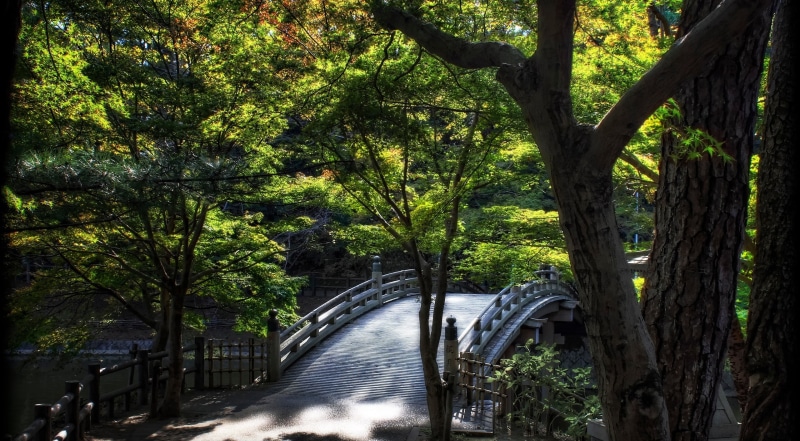 2K, Photography, connection, outdoors, tree trunk, Landscape, Okazaki City, Aichi Prefecture, autumn leaves, Photoshop, Mikawa, green color, bridge - man made structure