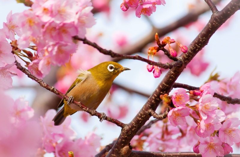 plant, animal, cherryblossoms, nature, brown, Pink, animal themes, Chubu, freshness, flowering plant, one animal, outdoors, branch, Japan, beauty in nature