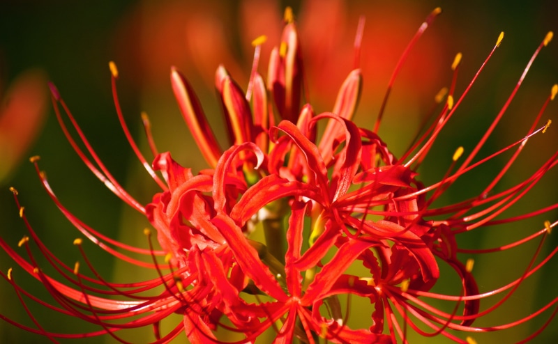 petal, vulnerability, red, Japan, flower, lily, Flowers, Aichi Prefecture, fragility, selective focus, lycoris radiata, 4K, outdoors, inflorescence, beauty in nature