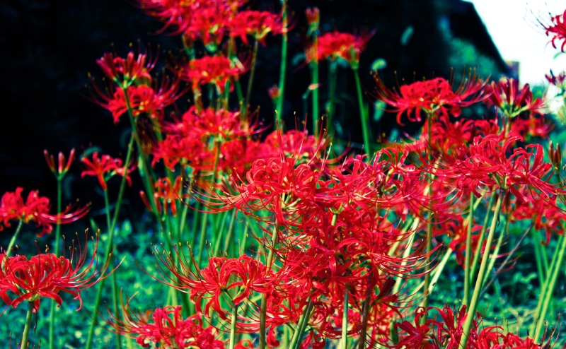 spider lily, Lightroom, close-up, Honshu, flower head, growth, Photography, outdoors, beauty in nature, Nature, no people, lycoris radiata, flowering plant
