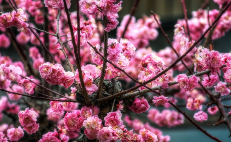 blossom, Okazaki City, vulnerability, cherry, cherry blossom, Japan, Spring, tree, focus on foreground, Chubu, Aperture, hdr, growth, sakura, Aichi Prefecture