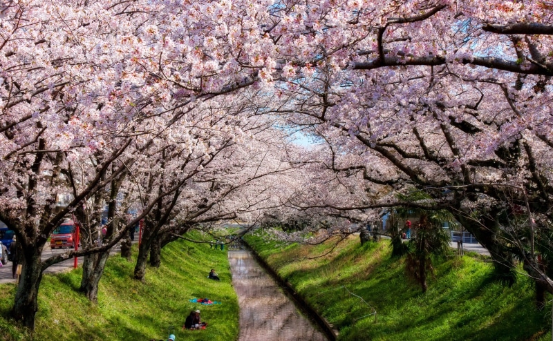 Topaz Adjust, Spring, tree, outdoors, growth, cherry blossom, river, Aperture, cherry, Wonderful, road, branch, Seasons, day, transportation, fragility