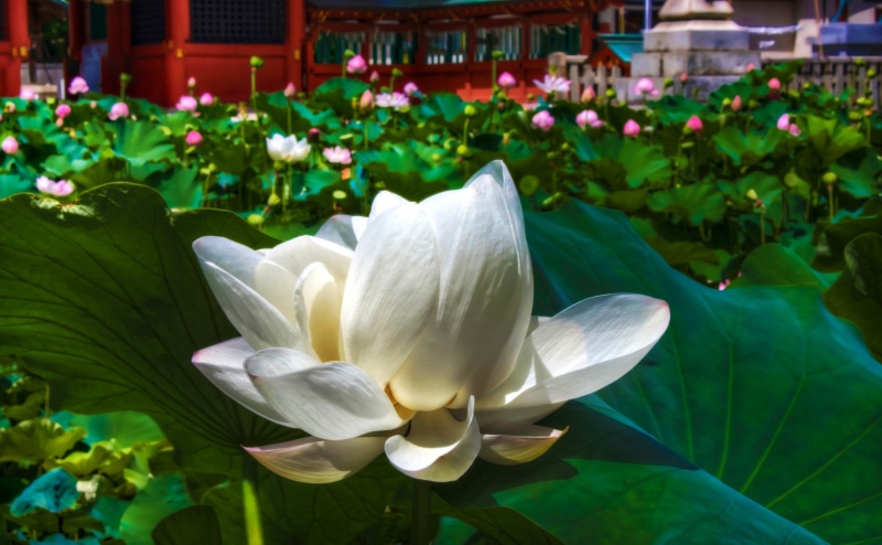 lotus water lily, Nature, plant part, day, Okazaki City, inflorescence, fragility, objects, Iga Hachiman Shrine, petal, white, Lotus, Aichi Prefecture