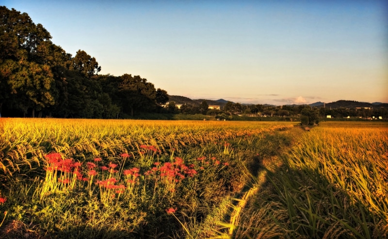 Rice, environment, rural scene, rice field, outdoors, flowers, canon, Japan, along, Topaz Adjust, growth, plantation, beauty in nature, tree, Aperture