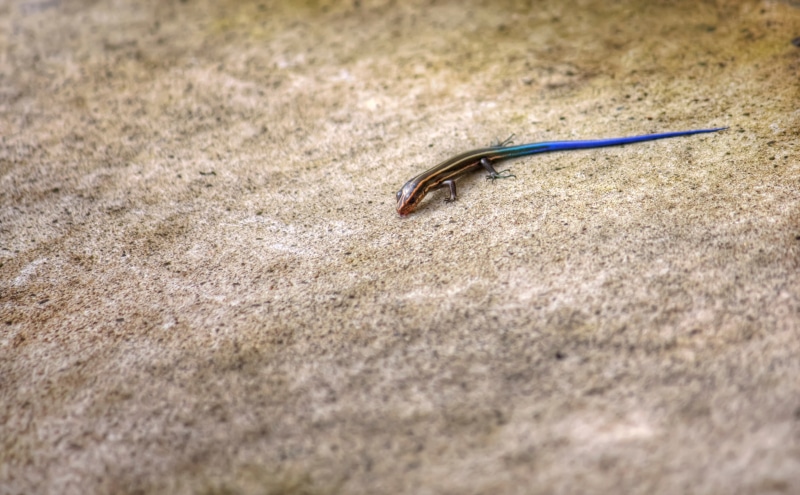 Aichi Prefecture, blue, brown, Animals, Photography, Chubu, nature, Aperture, skink, grass, animal wildlife, land, Okazaki City, animal, 5K, metal, wildlife