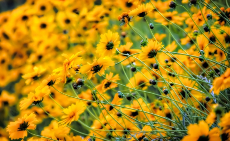 flower, outdoors, Yellow Chrysanthemums, selective focus, Garland Chrysanthemums, sunflower, freshness, Okazaki City, Japan, pollination, Photoshop, day