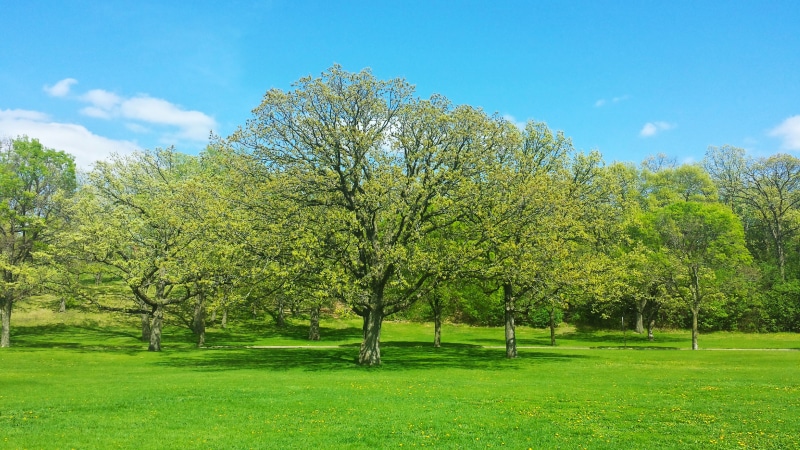 forest, plant, day, outdoor, sun, gardening, branch, grass, wood, environment, tranquility, blossom, 2K, season, park, fresh, clear, trees, cloud - sky
