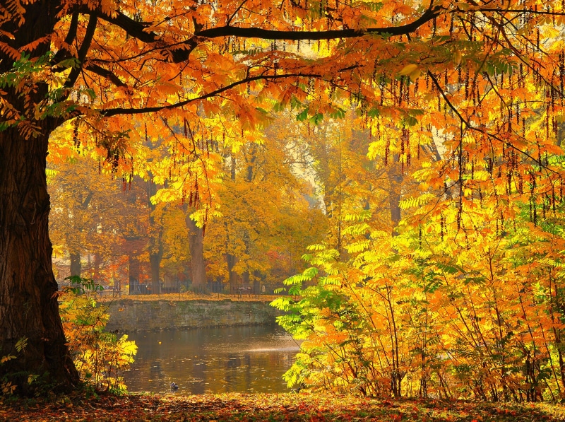 autumn, scenics, landscape, HERE AGAIN, leaf, outdoors, forest, beauty In Nature, Göttingen, yellow, nature, AUTUMN DAYS, colors, autumn  fall, Herbst