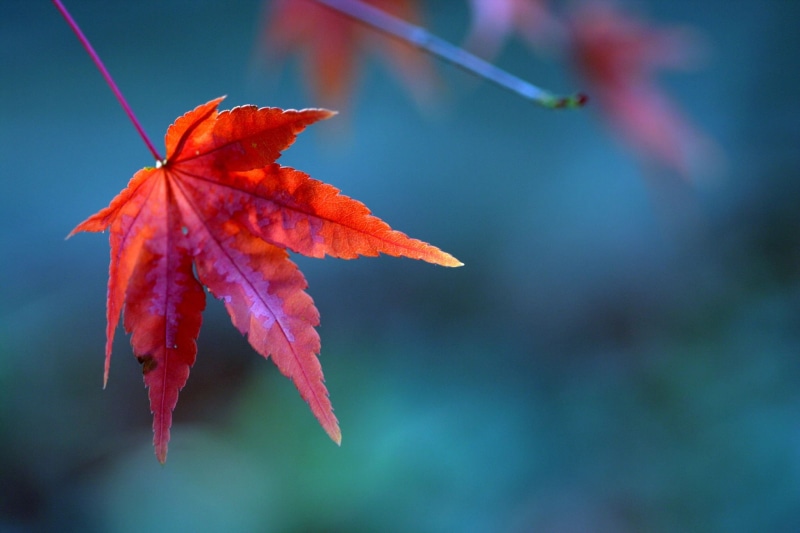 forest, arboretum, season, f25, f50, bokeh, macro photography, multi Colored, tree, red, 1080P, macro, nature, orange Color, fall, autumn, outdoors, wow