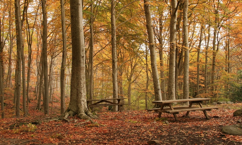 landscape, season, forest, park - Man Made Space, wooden, el, scenics, en, red, autumn, brown, leaf, beauty In Nature, orange Color, tree, october, 4K
