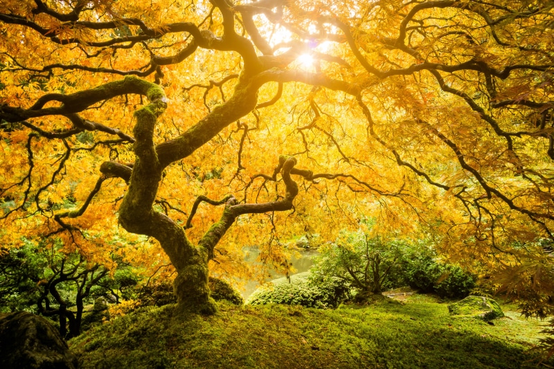 leaf, autumn, scenics, fall  color, garden  maple, leaves, Tree of Life, orange Color, woodland, landscape, forest, sun, sunlight, tree, portland  japanese  garden