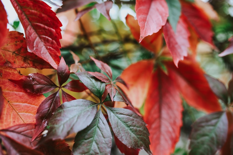 no people, growth, close-up, yellow, multi Colored, tree, focus on foreground, orange Color, color Image, backgrounds, close, october, trees, Close-ups