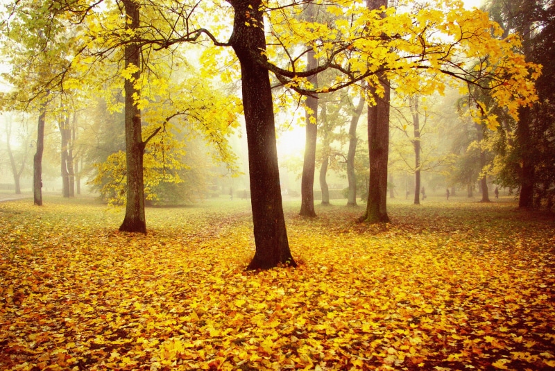 golden hour, forest, season, outdoors, yellow, hour, autumn  mist, orange Color, sunlight, colors, park - Man Made Space, multi Colored, tree, scenics