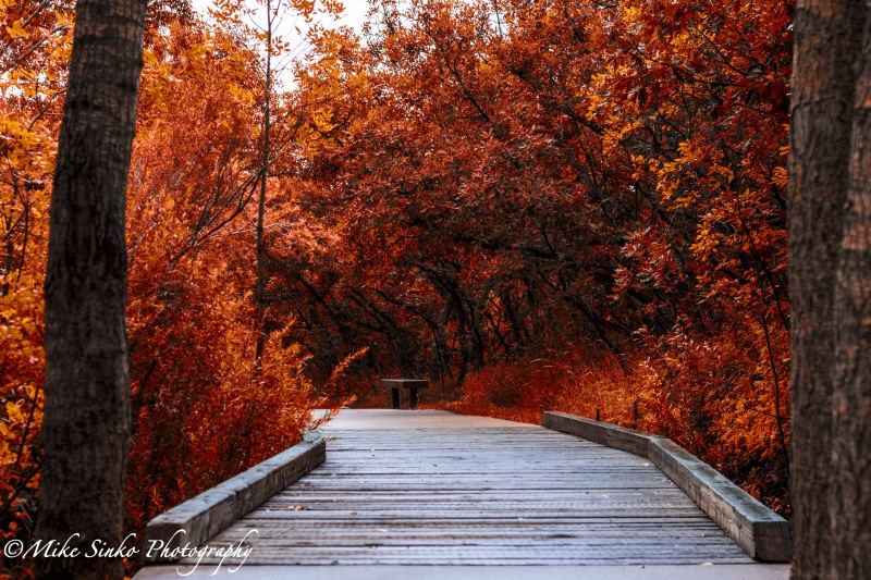 beauty In Nature, multi Colored, time, leaf, park - Man Made Space, footpath, outdoors, day, gold Colored, blossom, fall  foliage, season, forest, landscapes