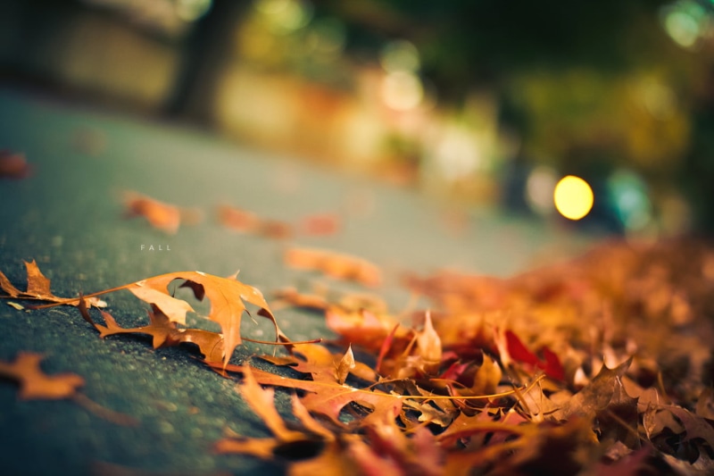 autumn, photography, 30mm, sigma, cool, road, weather, leaf, season, dried, outdoors, bokeh, nature, backgrounds, 720P, october, tree, forest, red, focus