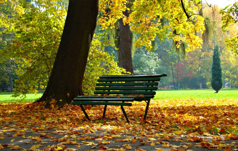 day, dry, landscape, tranquility, scenics - nature, park, october, orange Color, autumn collection, natural condition, change, park bench, plant part, seat