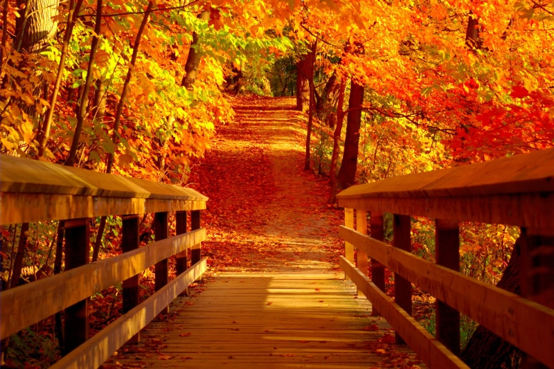 GIMP, wood - Material, footpath, park - Man Made Space, colors, trees, DSC, UFRaw, autumn, scenics, color, landscape, colour, bridge, Riverwood, 8D, Golden Bridge