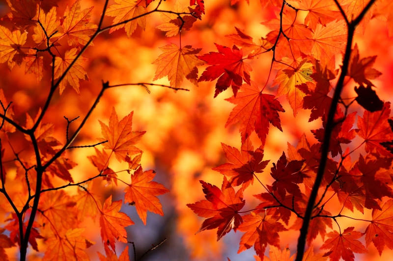 SAL85F14Z, tree, focus, orange Color, 5K, season, photography, shallow, ZA, Carl Zeiss, branch, Autumn colors, autumn  leaves, red, vibrant Color, autumn