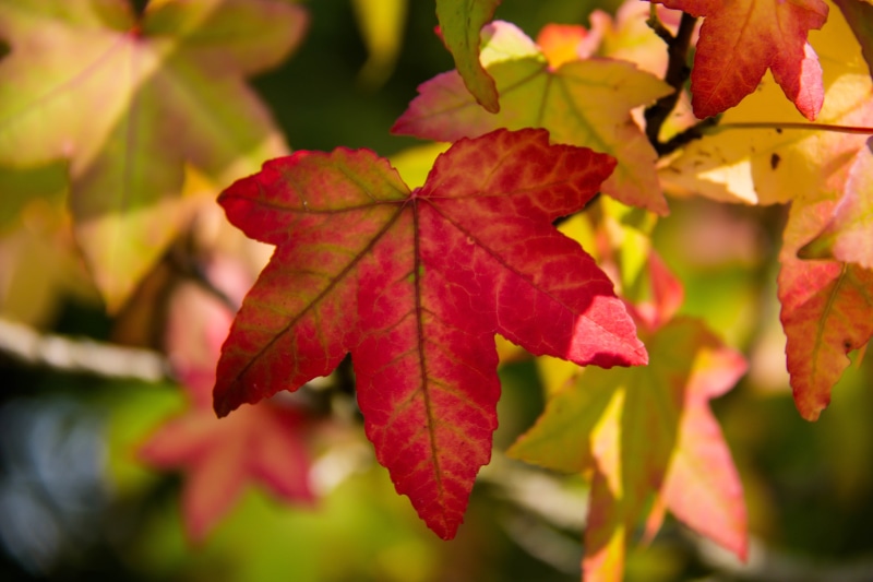 tree, october, forest, Botaniska trädgården, nature, vibrant Color, outdoors, autumn, tree leaf, löv, 5K, Maple tree, autumn  colors, multi Colored, plant