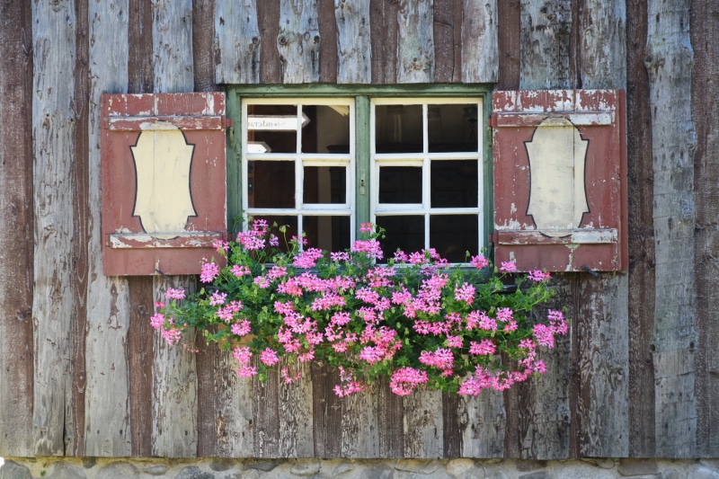 old, building, window box, outdoors, cultures, weathered, vulnerability, flowering plant, white, shutter, old farmhouse, window frame, old-fashioned, window sill