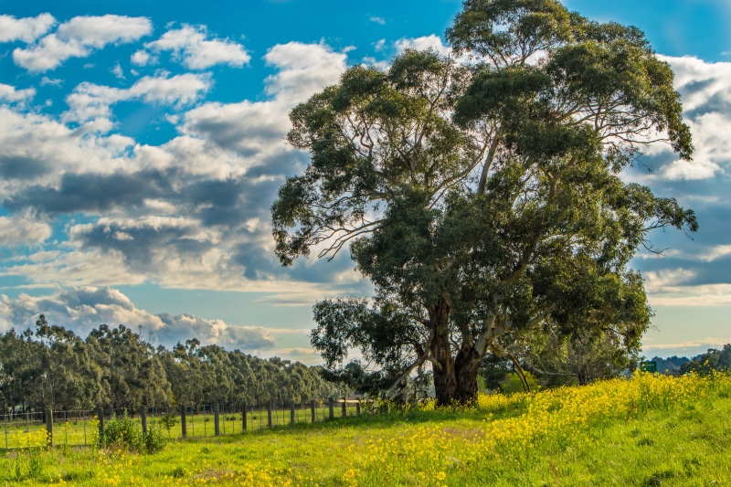 Nature, 5K, summer, blue, rural Scene, Australia, Trees, green, field, meadow, Golden  green, sky, grass, outdoor, Sky  blue, beside, landscape, scenics