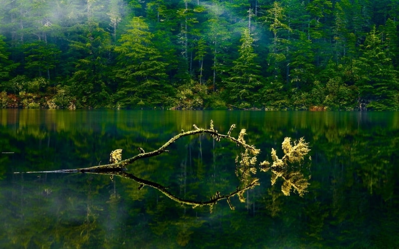 green color, trees, spring, waterfront, landscape, no people, tranquility, tree, scenics - nature, coniferous tree, mist, green, plant, forest, tranquil scene