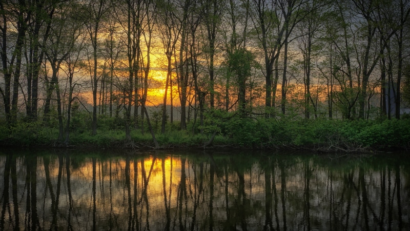 5K, field, nature, golden, golden hour, tree, outdoors, Yellow Breeches Creek, hour, green leaf, river, photography, Yellow  Breeches  Creek, reflection